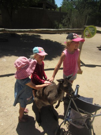 Känguru besök på nära håll