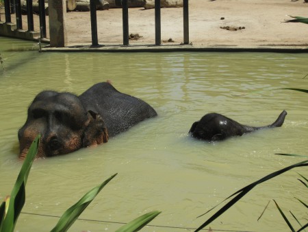 Elefant med sin unge tar ett dopp