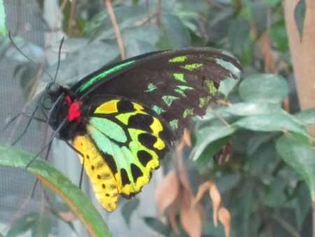 Undrbara fjärilar i fjärilshuset