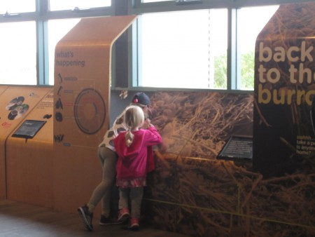 Intressant utställni g om pingviner