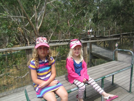 Liten paus i spanandet av koalor