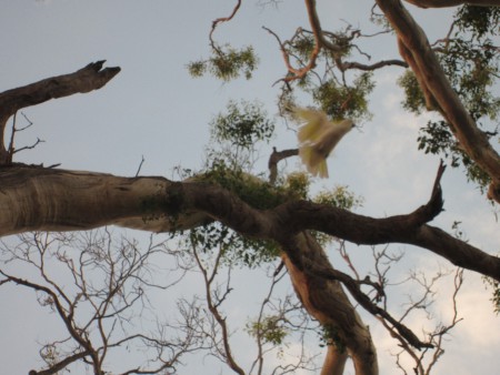 Papegoja? Kakadua kanske