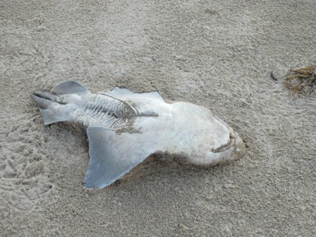 Och här är en av hajarna jag såg